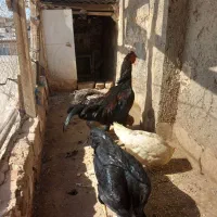 نیمچه لاری مرغ برهما همراه ۱۰ عددجوجه