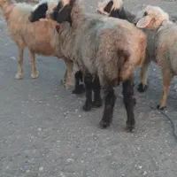 بز میش گوسفند|حیوانات مزرعه|مشهد مرغاب, |دیوار