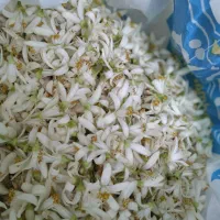 بهارنارنج تازه چین باغی