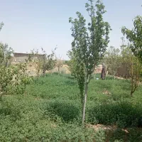 گاوداری 25 راسی 3500متری سند ششدانگ|فروش دفتر صنعتی، کشاورزی، تجاری|نیشابور, دربقاضی|دیوار