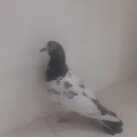کبوتر پاکستانی تیدی|پرنده|مهریز, |دیوار