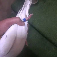 پلاکی سفید شکار|پرنده|شاهین‌شهر, گزبرخوار|دیوار