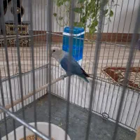 طوطی برزیلی نر