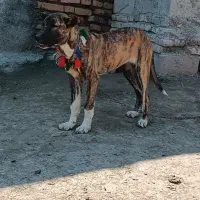 خراسانی|سگ|سرخنکلاته, |دیوار