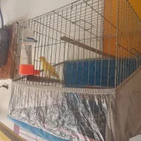 قناری مست|پرنده|بوکان, |دیوار