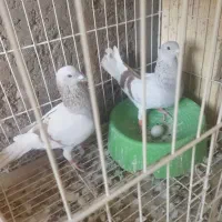 فروش دو جفت کبوتر پوس پیازی