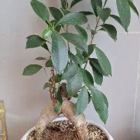 گل بنسای