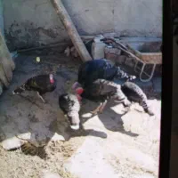 بوقلمون نر و ماده جفت جفت 4عدد