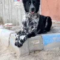 واگذاری سگ قدرجونی