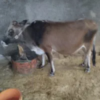 گاو 7ماه حامله|حیوانات مزرعه|اندیکا, |دیوار