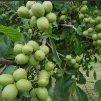 میخوای باغت پربار بشه با ۵۰ درصد افزایش