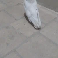 کبوتر ماده سفید تهرانی|پرنده|اردکان, |دیوار