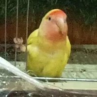 طوطی کوتوله باهوش