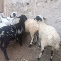 قوچ|حیوانات مزرعه|شیبکوه (هرمزگان), |دیوار