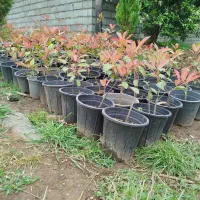 فتونیا یاس هلندی