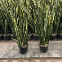 سانسوریا شمشیری ابلق