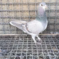 کبوتر تهرانی و دمگیر