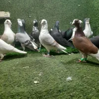 ۱۷عددجنگنده همه نر