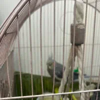 پرنده|پرنده|تهران, جمهوری|دیوار