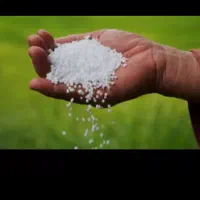 کودسفید درجه یک