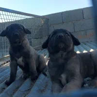 سرابی|سگ|اصفهان, سپاهانشهر|دیوار