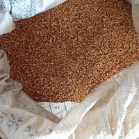 گندم رقم سالار درجه یک