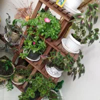 استند گلدان 10 تایی چوبی و امکان ارسال