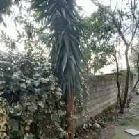 فروش گل یوکا