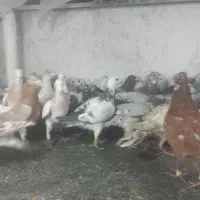 ۴۰۰ تا پرنده فروشی|خدمات پیشه و مهارت|شیراز, شیخ روزبهان|دیوار