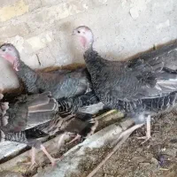 بوقلمون ماده برنز  انگلیسی تخم گذار|حیوانات مزرعه|شیراز, شهرک کوشکک|دیوار