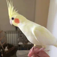 عروس هلندی ماده