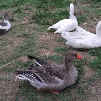 غازمحلی نروماده|حیوانات مزرعه|سیاهکل, |دیوار