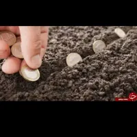 ضامن برای بیمه