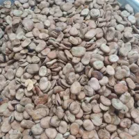 باقله خشک امسال