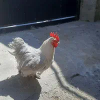 خروس فانتزی|پرنده|رشت, دروازه لاکان|دیوار