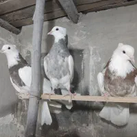 کبوتر|پرنده|دیواندره, |دیوار