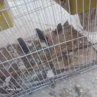 مرغ عشق فنچ|پرنده|سراوان, |دیوار