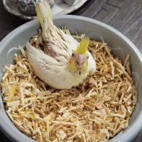 جوجه عروس هلندی آلبینو|پرنده|بجنورد, |دیوار