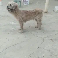 واگذاری سگ پاکوتاه رایگان