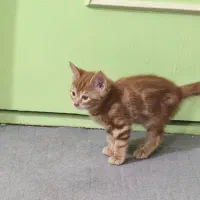 واگذاری بچه گربه