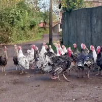 بوقلمون ماده|حیوانات مزرعه|رضوانشهر, |دیوار