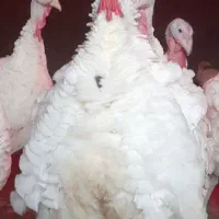 بوقلمون محلی