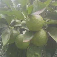 نارنج آبدار فروشی