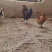 یک عدد خروس