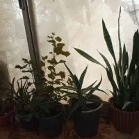 18گلدون|گل و گیاه طبیعی|چناران, |دیوار