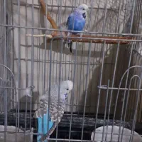 مرغ عشق انگلیسی