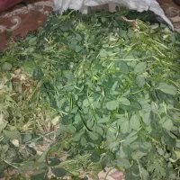 سبزی خورشی تازمحلی|خوردنی و آشامیدنی|خاش, |دیوار