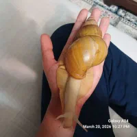 حلزون نژاد اچاتینا البینو به همراه پودر مخصوص