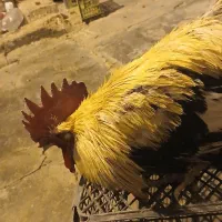 خروس|حیوانات مزرعه|مسجد سلیمان, |دیوار