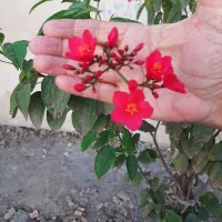 نیازمند کارگر فضای سبز